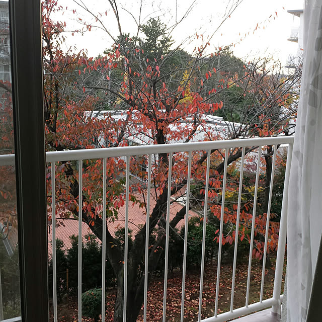 sasaさんの実例写真