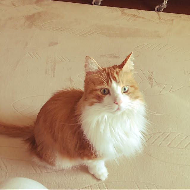 uchidaizuさんの実例写真