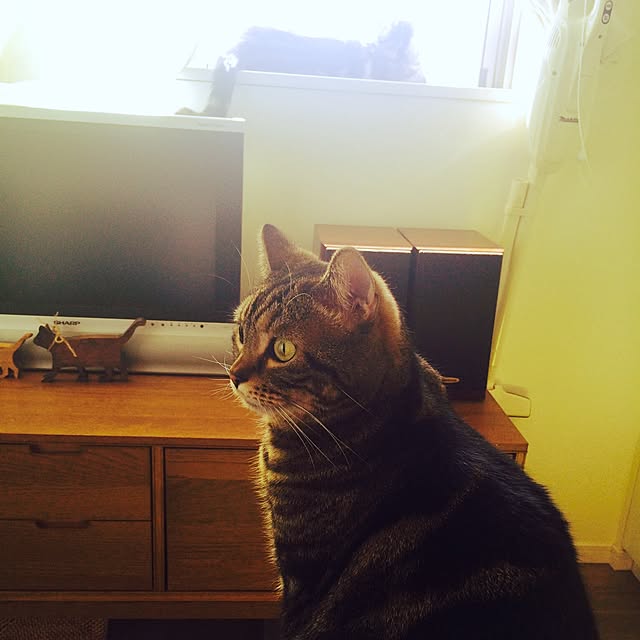 mikomaruさんの実例写真