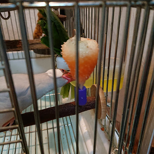 copippiさんの実例写真