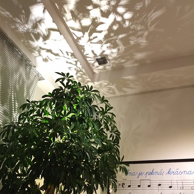 piyohopさんの実例写真