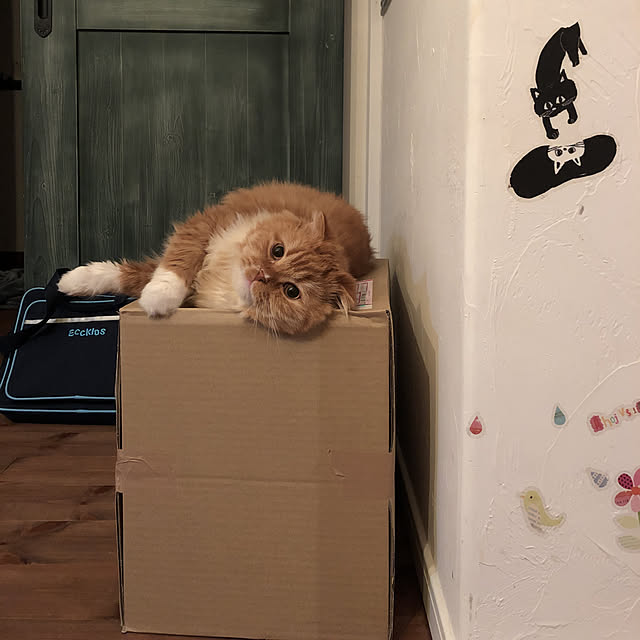piyolandさんの実例写真