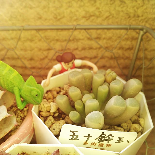 akr29さんの実例写真