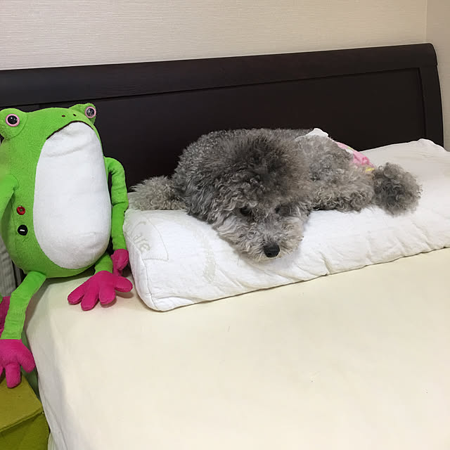 meguko.ryanさんの実例写真