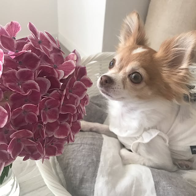 naomi426さんの実例写真