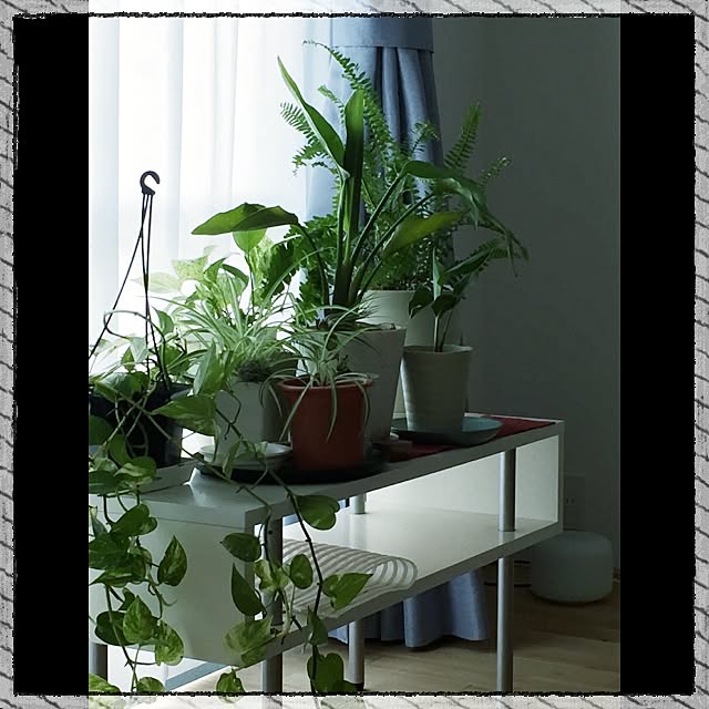 棚/観葉植物/雑貨のインテリア実例 - 2015-10-04 14:50:39