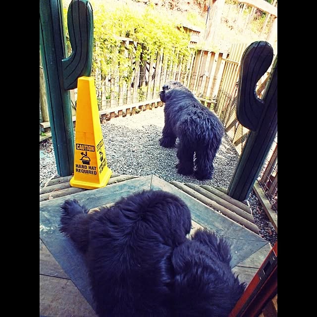 my pet monsterさんの実例写真