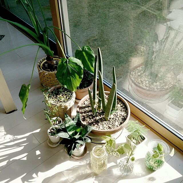 urchinさんの実例写真