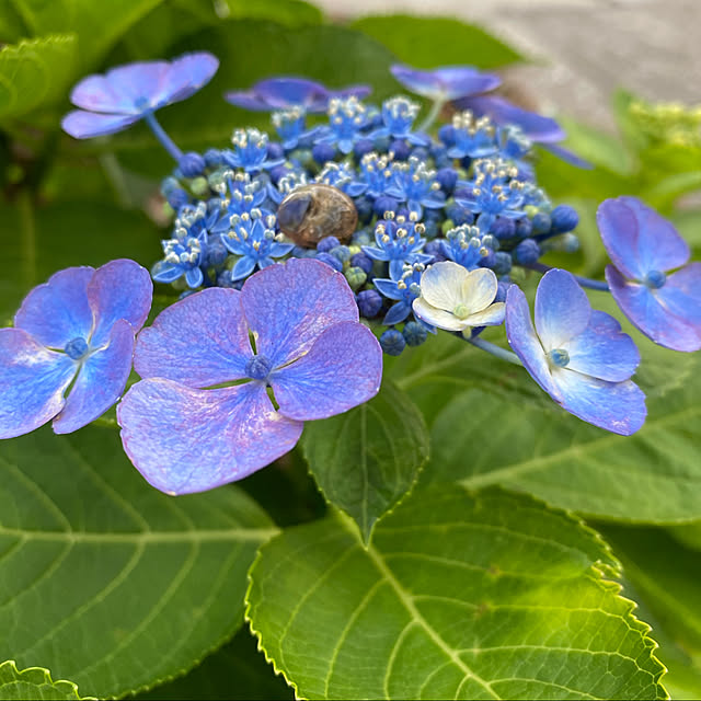 本能で回避してもらおう…/そういや紫陽花の上って大丈夫かしら…/学校から…/カタツムリ/三男くんが連れて帰ってきた...などのインテリア実例 - 2020-06-08 18:13:18