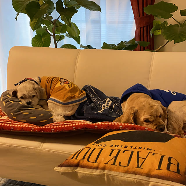 emiさんの実例写真