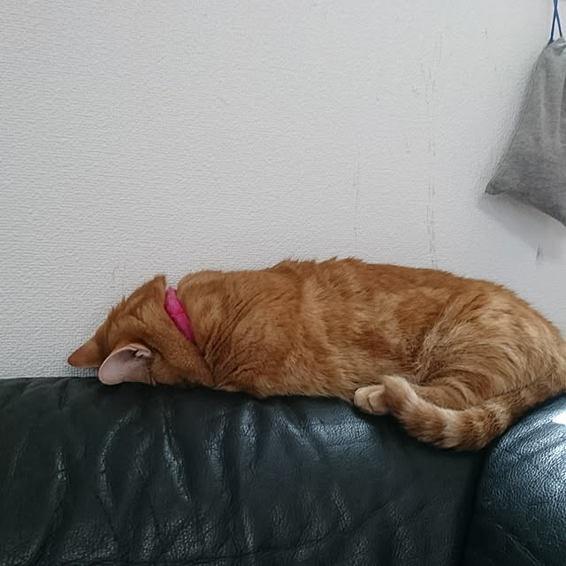 shinobuさんの実例写真
