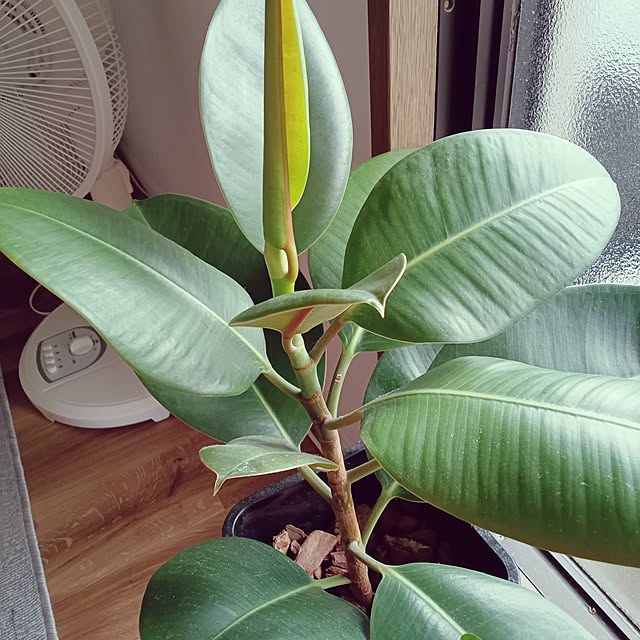 ruantaiさんの部屋