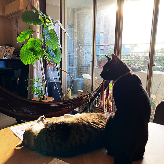 suemonta14さんの実例写真