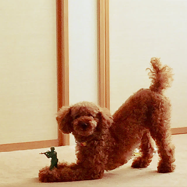 yyy888さんの実例写真