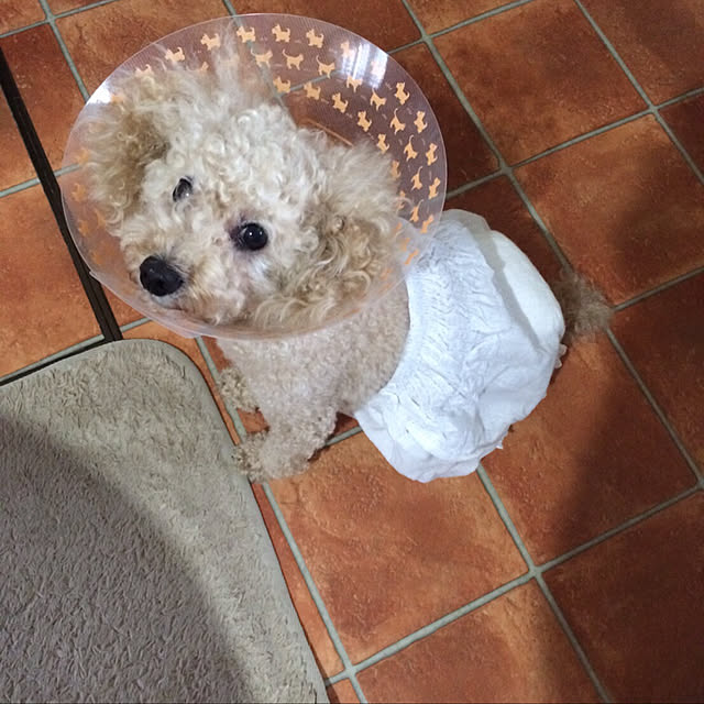 mocomocoyuuさんの実例写真