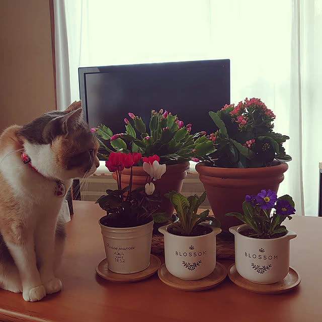 fukuさんの実例写真