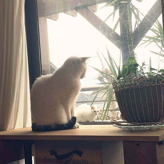Miechamさんの実例写真