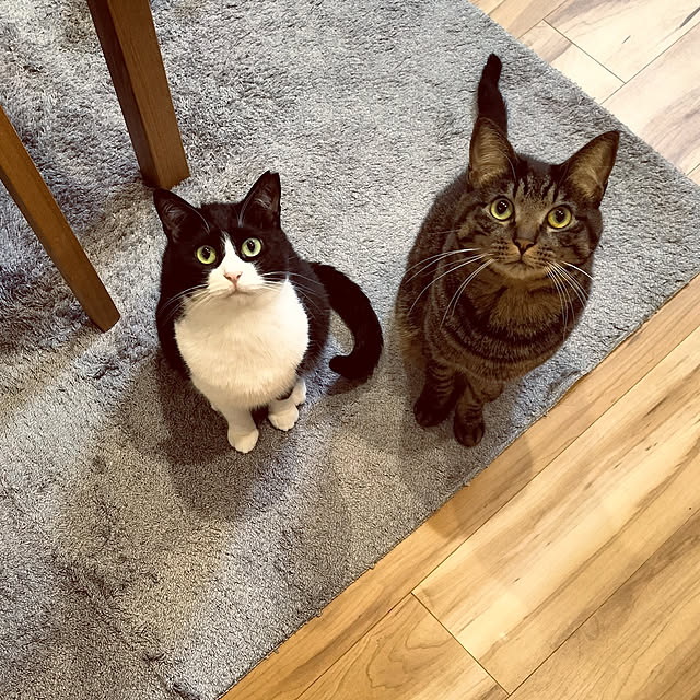 hihaさんの実例写真
