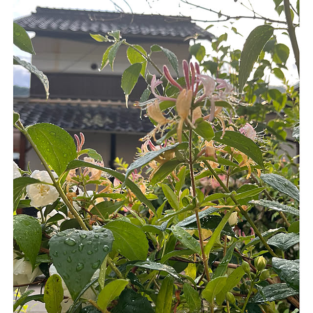 cotaさんの実例写真