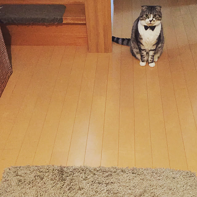 acoさんの実例写真