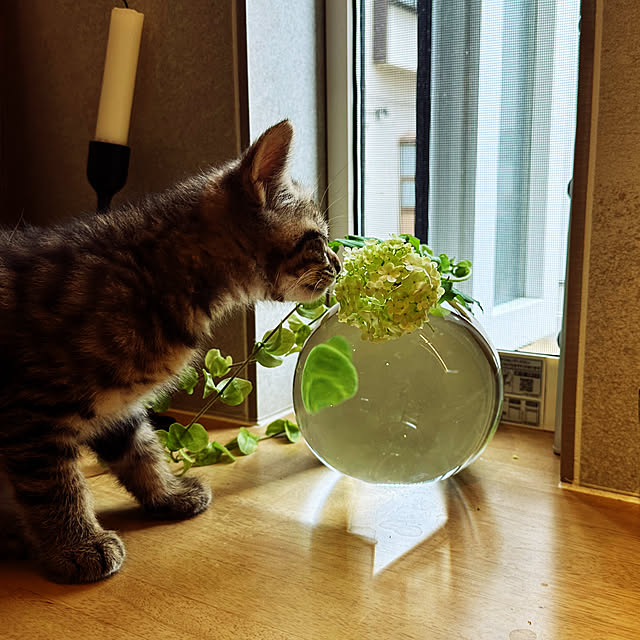 lemonadeさんの実例写真