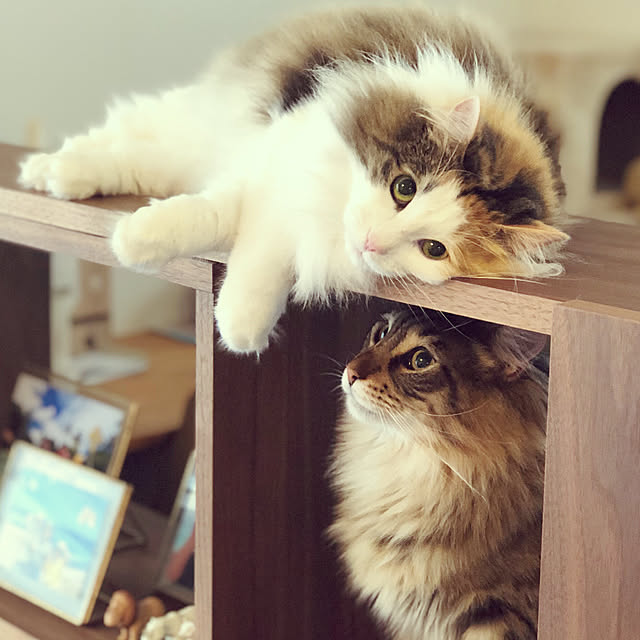 Slowさんの実例写真