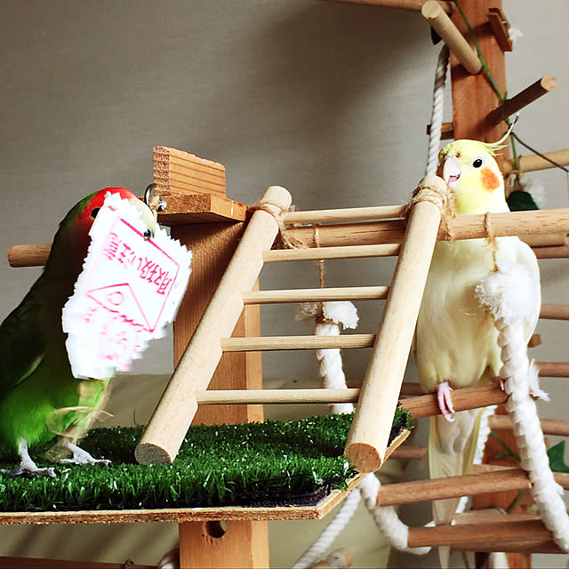 toratanさんの実例写真