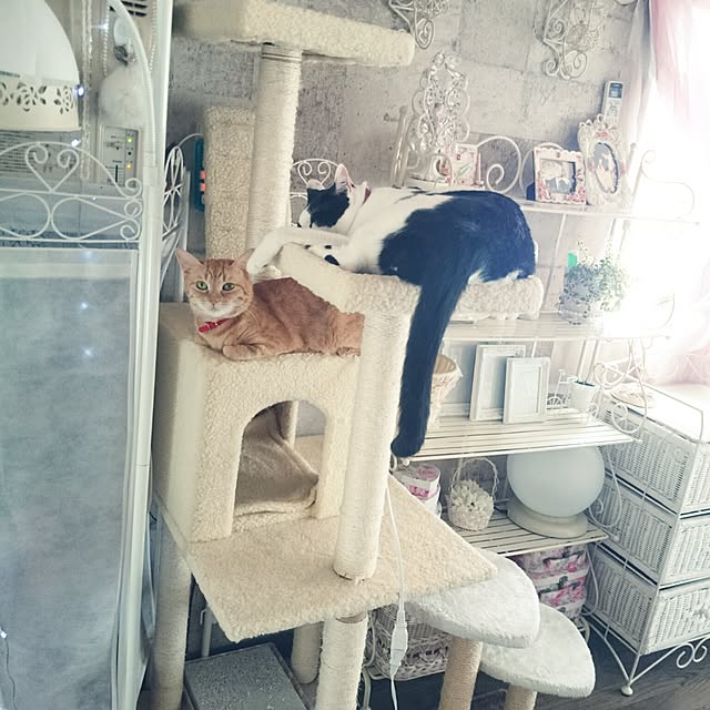 fu-ka24さんの実例写真