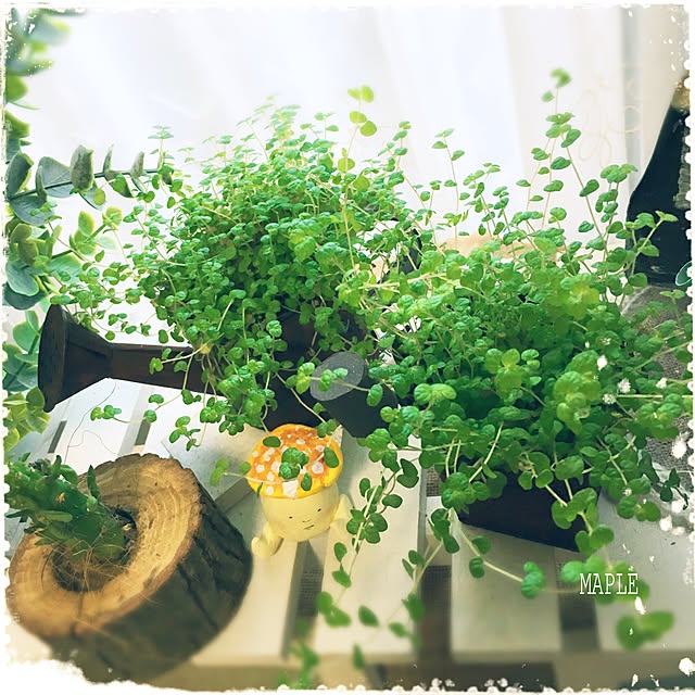 mapleさんの実例写真