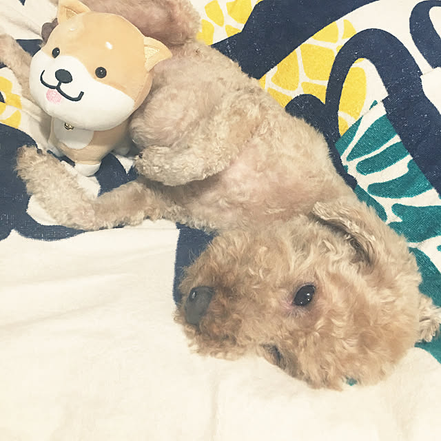 ronmaruさんの実例写真