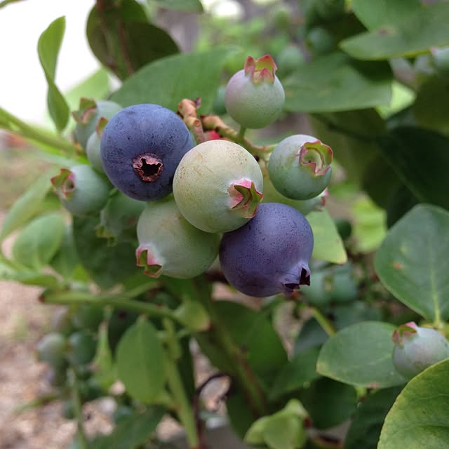chi-chanさんの実例写真