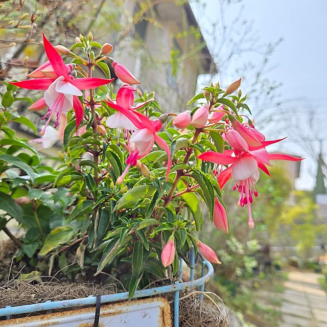 min_nimさんの実例写真