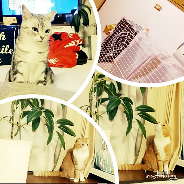 kumingさんの実例写真