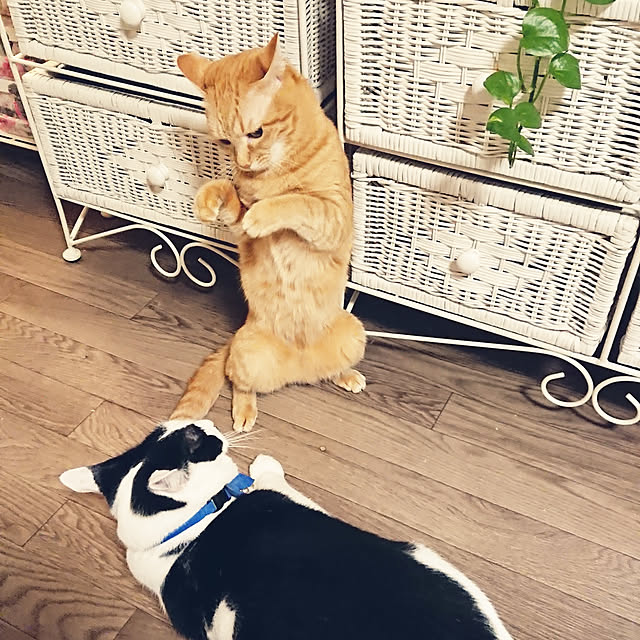 asuminさんの実例写真