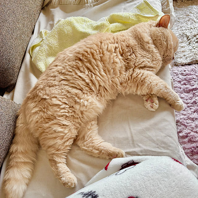 naokoさんの部屋