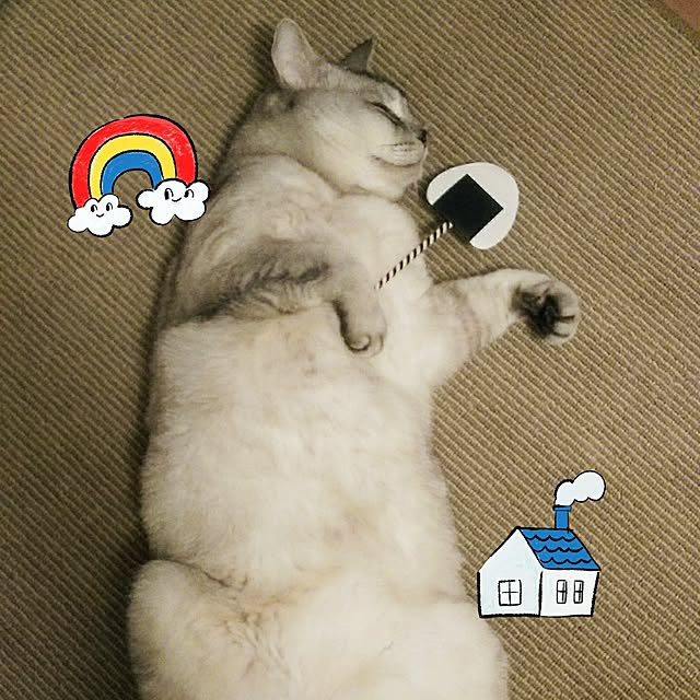 棚/心にパンチパーマ✨/アフロな気持ち❤️/NO CAT,NO LIFE❤️/ねこ♡...などのインテリア実例 - 2017-06-05 22:15:33