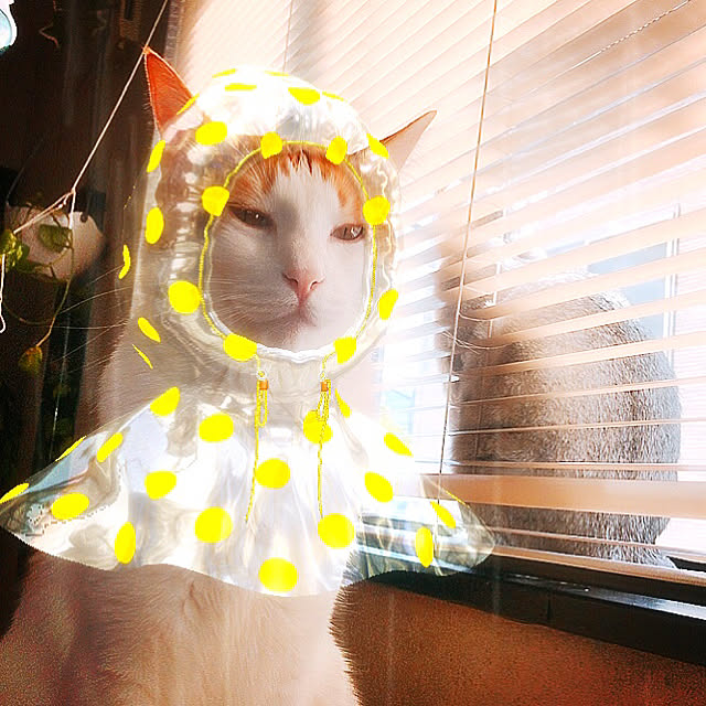 pique.さんの実例写真