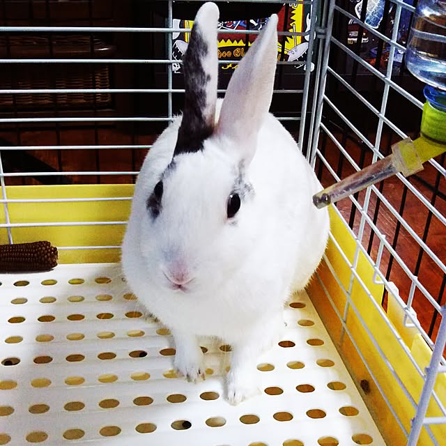 harunaさんの実例写真