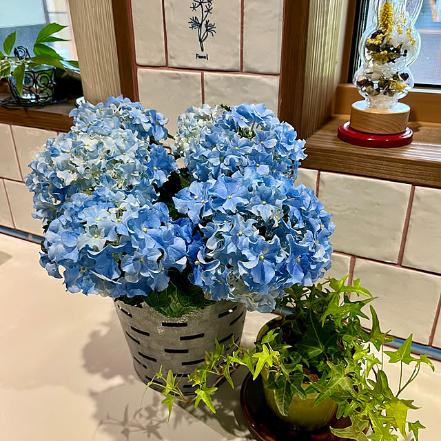 cota2さんの部屋