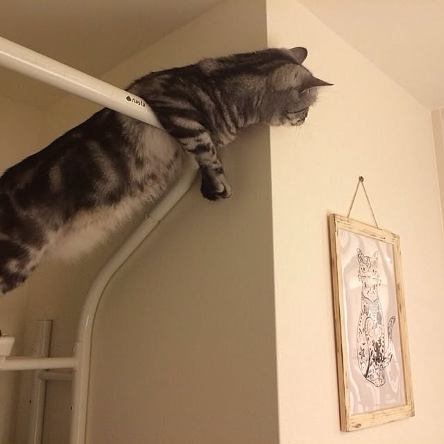 mikomaruさんの実例写真
