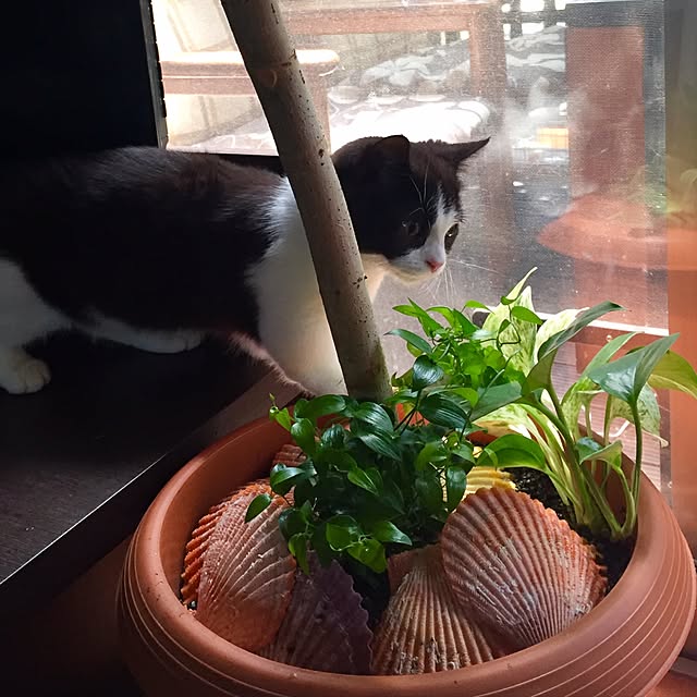 butachanさんの実例写真