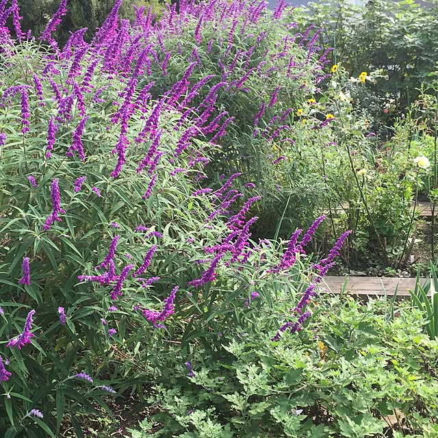 happygardenさんの実例写真