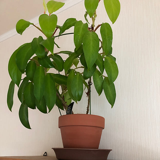 Andaluciaさんの実例写真