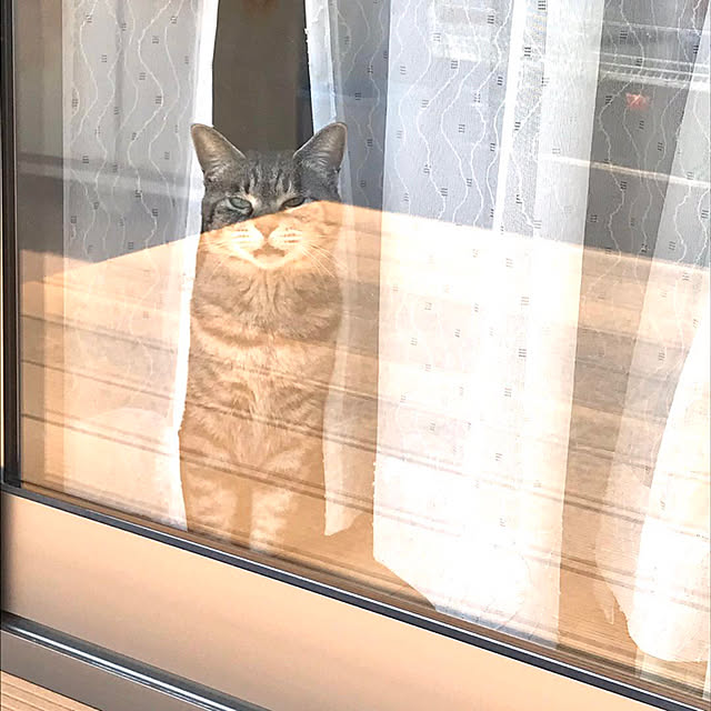 Shinさんの実例写真