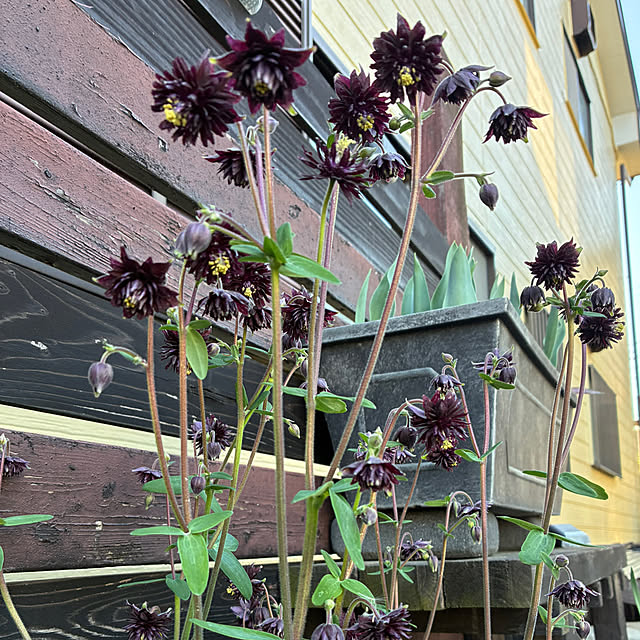 usako66さんの実例写真