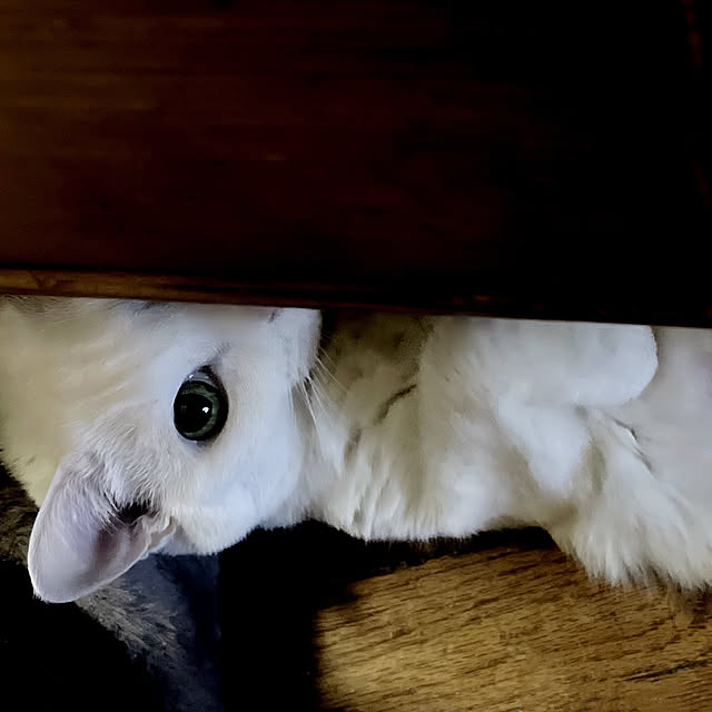 Ohigeさんの実例写真