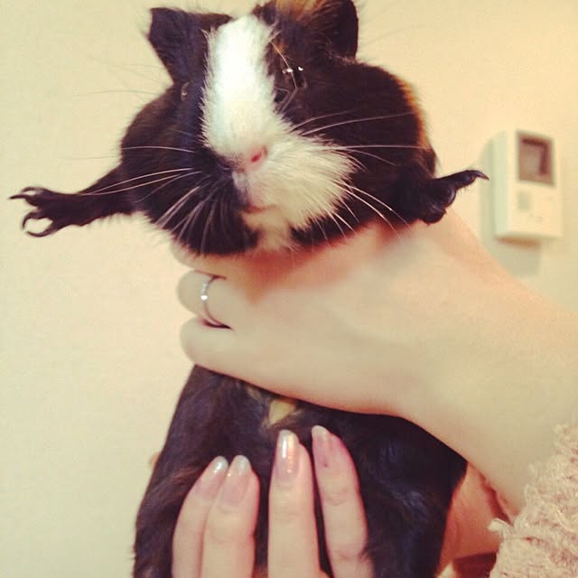 実例写真