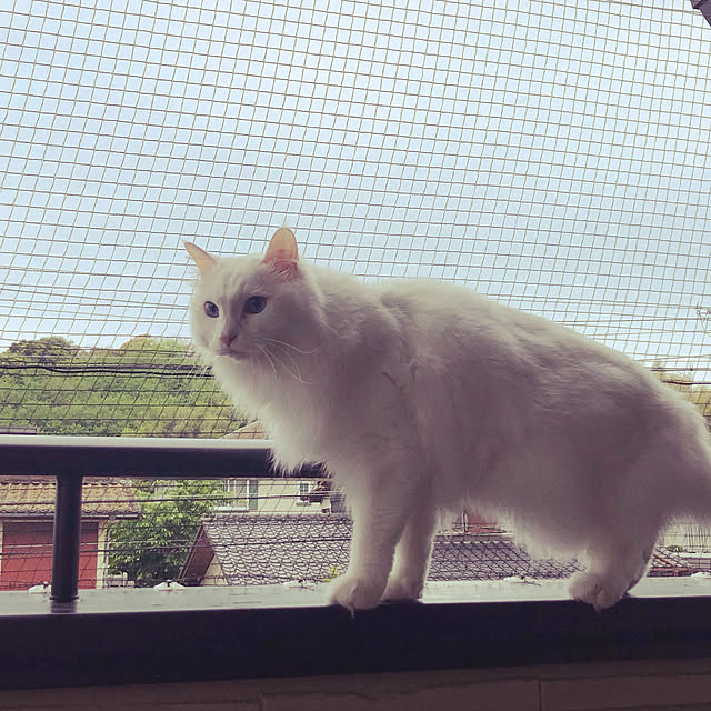 aKariさんの実例写真