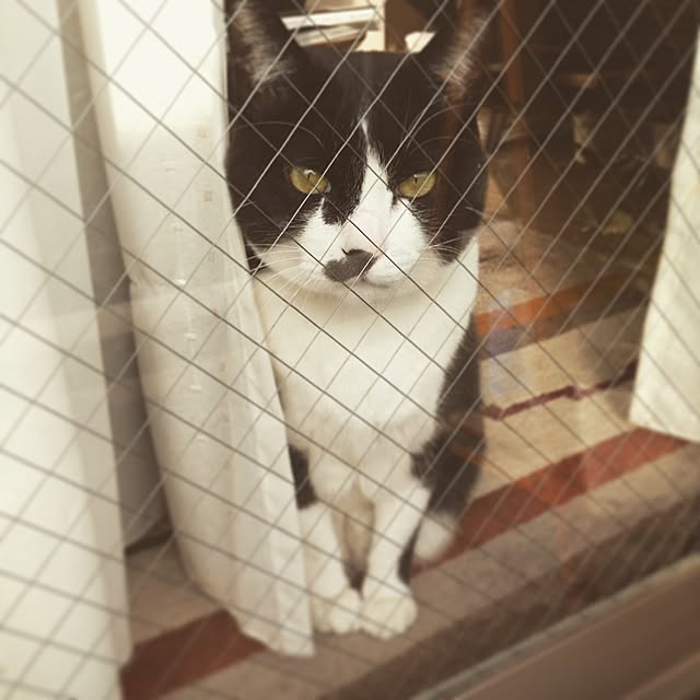 mikasakuさんの実例写真
