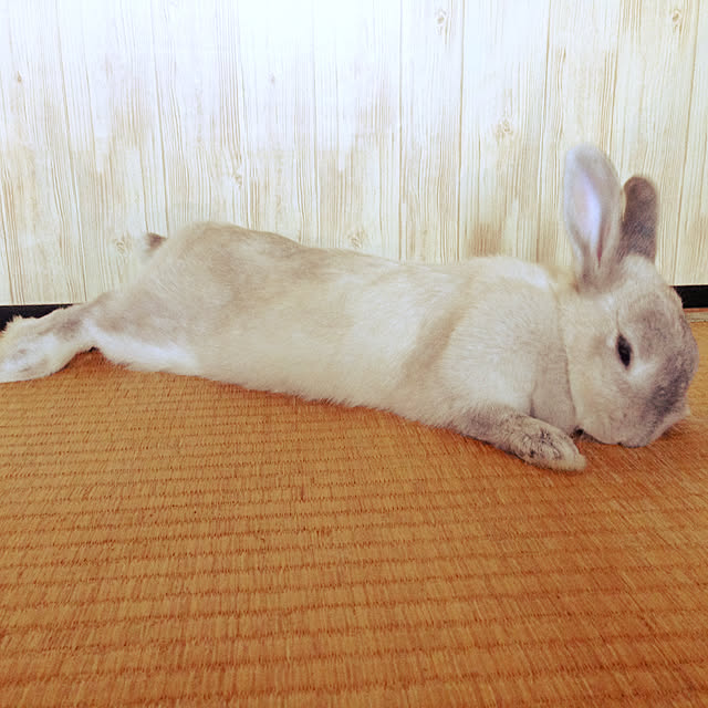 yokomokoさんの実例写真